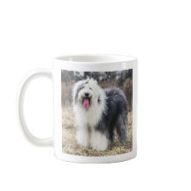 Gelukkige Oude Engelse Herdershond Fluffy Portret 