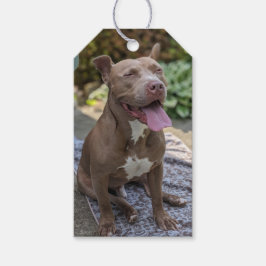 Gelukkige Pit Bull-fotografie Cadeaulabel