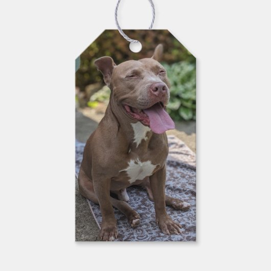 Gelukkige Pit Bull-fotografie Cadeaulabel (Voorkant)