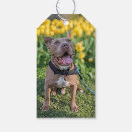 Gelukkige Pit Bull-fotografie Cadeaulabel