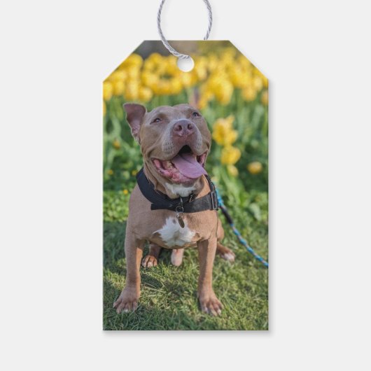 Gelukkige Pit Bull-fotografie Cadeaulabel (Voorkant)