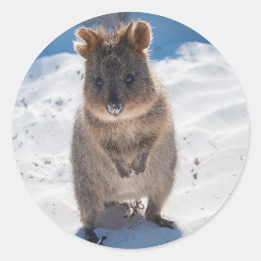 Gelukkige Quokka op het strand Ronde Sticker (Voorkant)