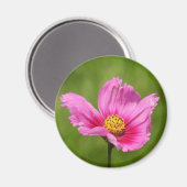 Gelukkige Roze Cosmos Bloem Magneet (Voorkant / Achterkant)