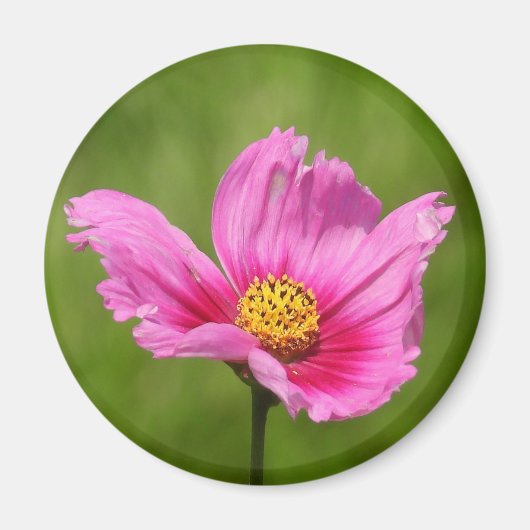 Gelukkige Roze Cosmos Bloem Magneet (Voorkant)