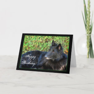 Gelukkige Verjaardag Belgian Shepherd wenskaart Kaart