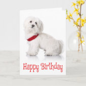 Gelukkige Verjaardag Bichon Frise Puppy Dog Rood & Kaart (Gele Bloem)