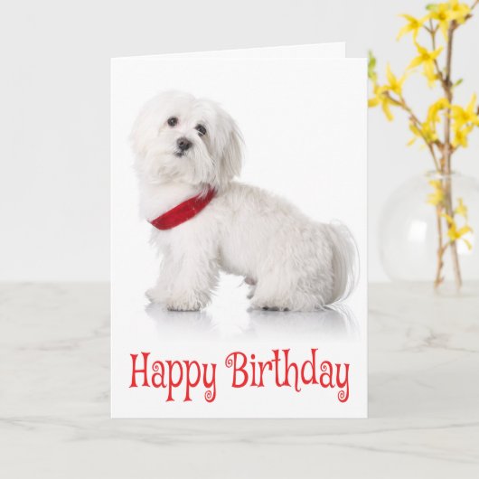 Gelukkige Verjaardag Bichon Frise Puppy Dog Rood & Kaart (Gele Bloem)