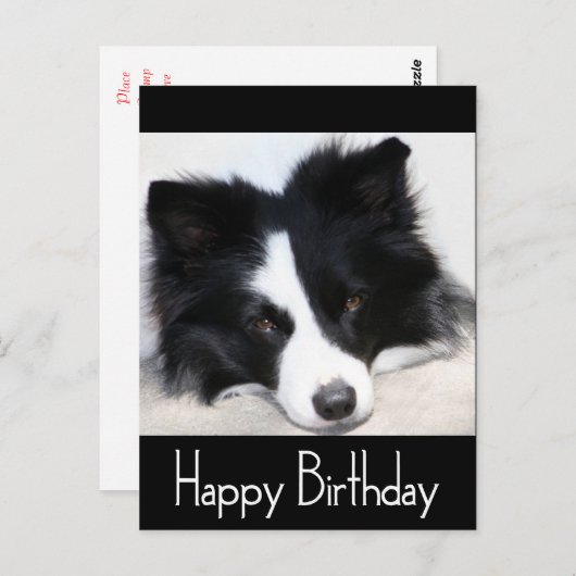 Gelukkige Verjaardag Border Collie Puppy Dog Zwart Briefkaart (Voorkant / Achterkant)