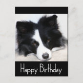 Gelukkige Verjaardag Border Collie Puppy Dog Zwart Briefkaart (Voorkant)