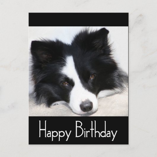 Gelukkige Verjaardag Border Collie Puppy Dog Zwart Briefkaart (Voorkant)