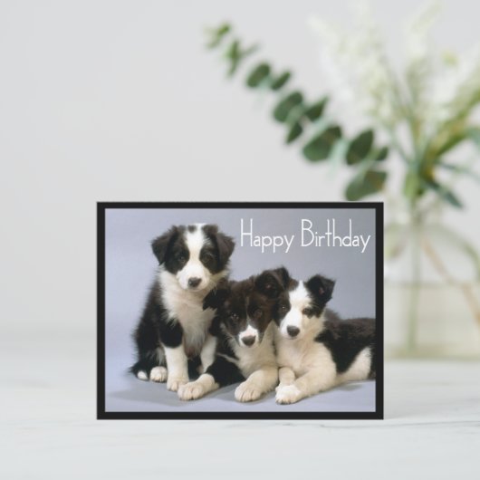 Gelukkige Verjaardag Border Collie Puppy Hond Briefkaart (Staand voorkant)