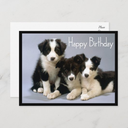Gelukkige Verjaardag Border Collie Puppy Hond Briefkaart (Voorkant / Achterkant)