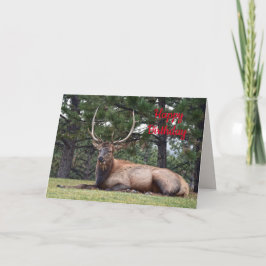Gelukkige verjaardag, Bull Elk Resting Kaart