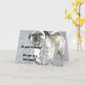 Gelukkige verjaardag Bulldog Kaart (Gele Bloem)