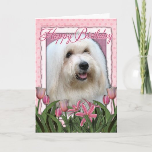 Gelukkige Verjaardag - Coton de Tulear Kaart (Voorkant)