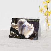 Gelukkige Verjaardag Dilute Calico Maine Coon Kaar Kaart (Gele Bloem)