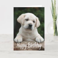 Gelukkige Verjaardag Gele Labrador Retriever Puppy