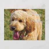 Gelukkige verjaardag Goldendoodle hond Briefkaart (Voorkant)