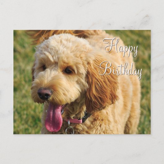 Gelukkige verjaardag Goldendoodle hond Briefkaart (Voorkant)