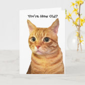 Gelukkige verjaardag in kattenjaren kaart (Gele Bloem)