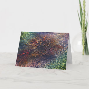 Gelukkige Verjaardag - Kelp Kaart
