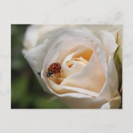 Gelukkige verjaardag. Mooie witte rozenbloem Briefkaart