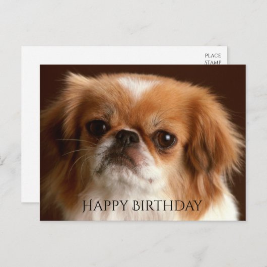 Gelukkige Verjaardag Pekinees Rood Bruin Puppy Hon Briefkaart (Voorkant / Achterkant)
