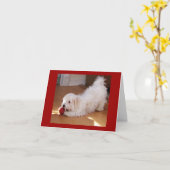 Gelukkige Verjaardag - Puppy Havanese Kaart (Gele Bloem)