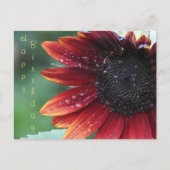 Gelukkige Verjaardag Rode Zonnebloem Briefkaart (Voorkant)