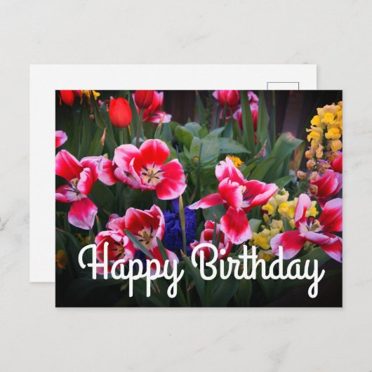 Gelukkige Verjaardag Rood en Witte Tulpen Briefkaa Briefkaart (Voorkant / Achterkant)