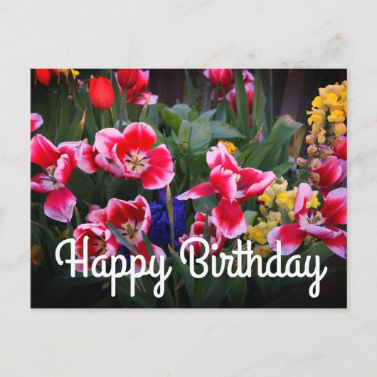 Gelukkige Verjaardag Rood en Witte Tulpen Briefkaa Briefkaart (Voorkant)