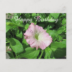 Gelukkige verjaardag Roze Petunia Fotografie Briefkaart