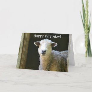 Gelukkige Verjaardag Schaap Kaart