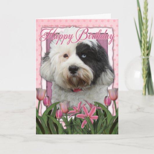 Gelukkige Verjaardag - Tibetan Terrier Kaart (Voorkant)