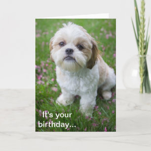 Gelukkige verjaardag van Edie de Shih Tzu puppy Kaart