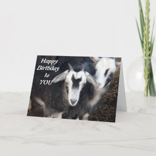 GELUKKIGE VERJAARDAG VAN HAPPY PIGMY GOAT PAAR KAART