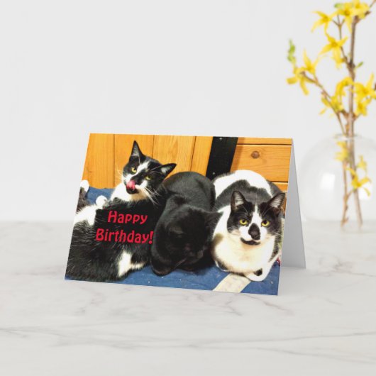 Gelukkige verjaardag van uw kat Collectie - Kaart (Gele Bloem)