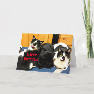 Gelukkige verjaardag van uw kat Collectie - Kaart