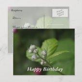 Gelukkige Verjaardag, zomer wilde frambozen bloemk Briefkaart (Voorkant / Achterkant)