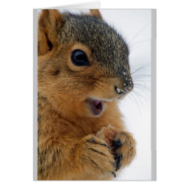 Geluksste eekhoorn ooit