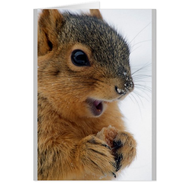 Geluksste eekhoorn ooit (Voorkant)