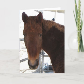 Gelukwensen - het Lopen TWH Western Paard - Kaart
