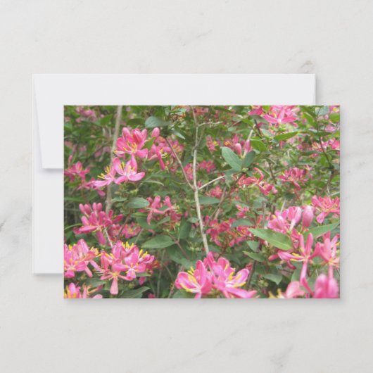 Gelukzalige Bloesems (Voorkant)