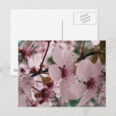 Gelukzalige Bloesems Briefkaart (Voorkant / Achterkant)