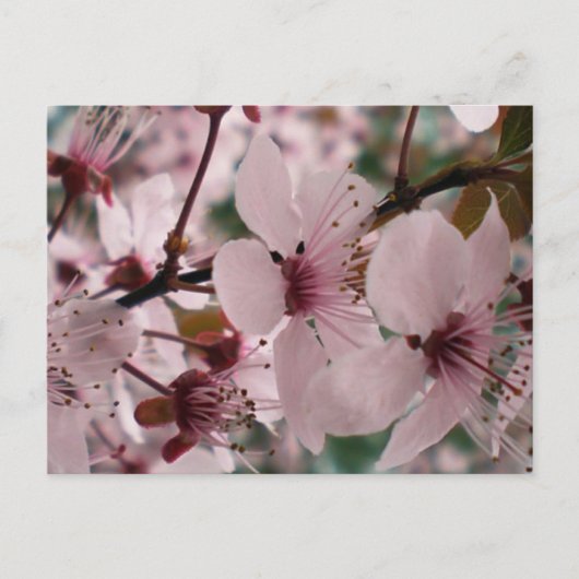 Gelukzalige Bloesems Briefkaart (Voorkant)
