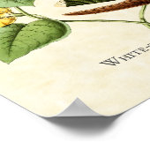 Gem Hummingbird Art-afdrukken van witte geprojecte Poster (Hoek)