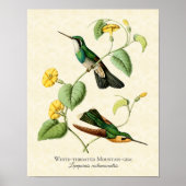 Gem Hummingbird Art-afdrukken van witte geprojecte Poster (Voorkant)