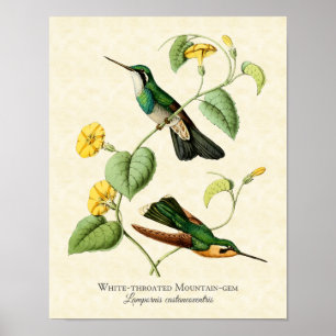 Gem Hummingbird Art-afdrukken van witte geprojecte Poster