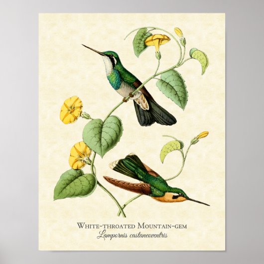 Gem Hummingbird Art-afdrukken van witte geprojecte Poster (Voorkant)