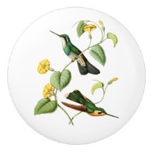 Gem Hummingbird, witte geduroteerde bergmonniksvog
